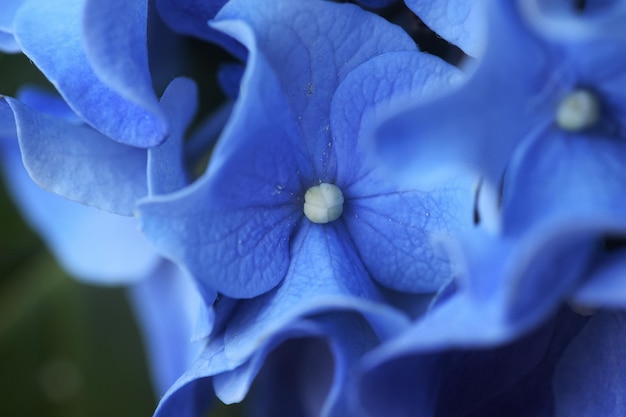 Tiro macro de flor roxa