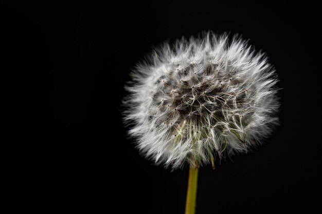 Tiro macro de flores de dente de leão com sementes