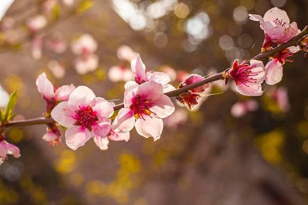 Tiro macro de flores de pêssego na primavera Tiro de foco seletivo de flor de pêssego na primavera
