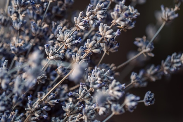 Tiro macro de flores secas de lavanda fundo desfocado