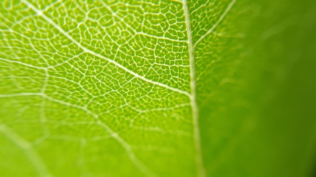 Foto tiro macro de folha verde