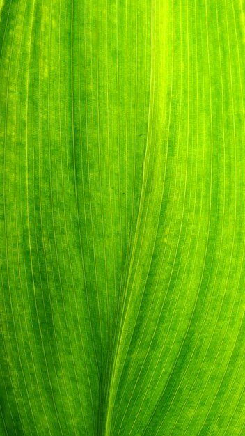 Foto tiro macro de folha verde