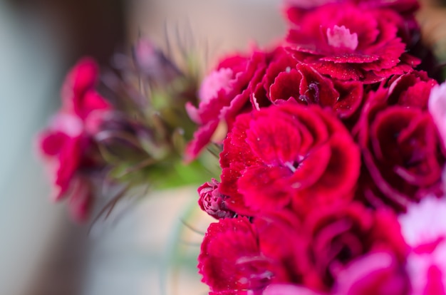 Tiro macro de fora de foco turva pétalas de flores vermelhas, dof muito raso