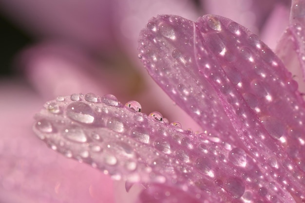 Tiro macro de gotas na flor Fundo desfocado rosa natural lindo