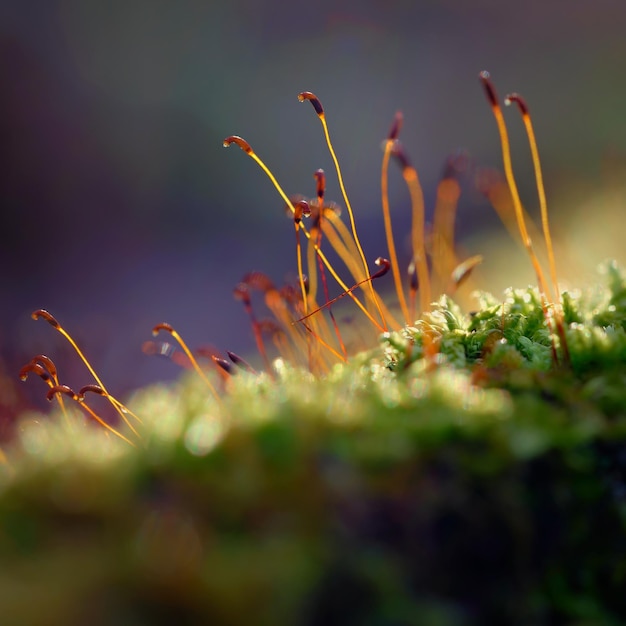 Tiro macro de musgo Fundo colorido natural na floresta com um belo detalhe de uma pequena planta