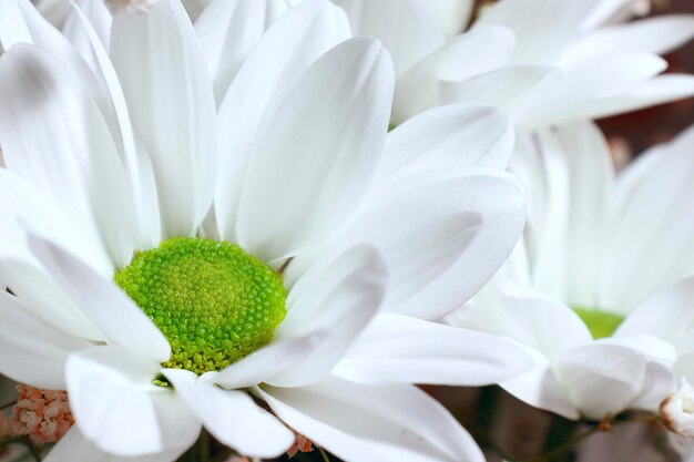 Tiro macro de um crisântemo branco de flor com um centro verde Foco seletivo