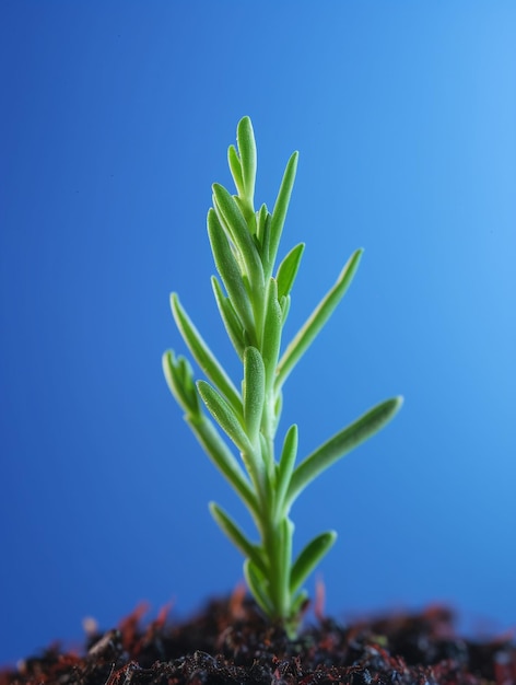 Foto tiro macro de uma flor de lavanda verde contra fundo azul generative ai