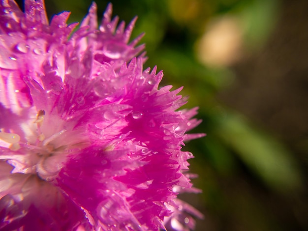 Tiro macro de uma flor rosa brilhante Dianthus chinensis (apenas as pétalas externas) gotas de água