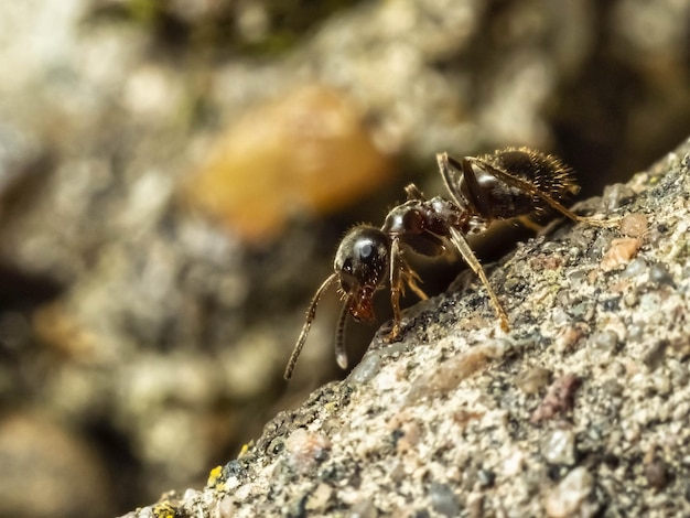 Foto tiro macro de uma formiga