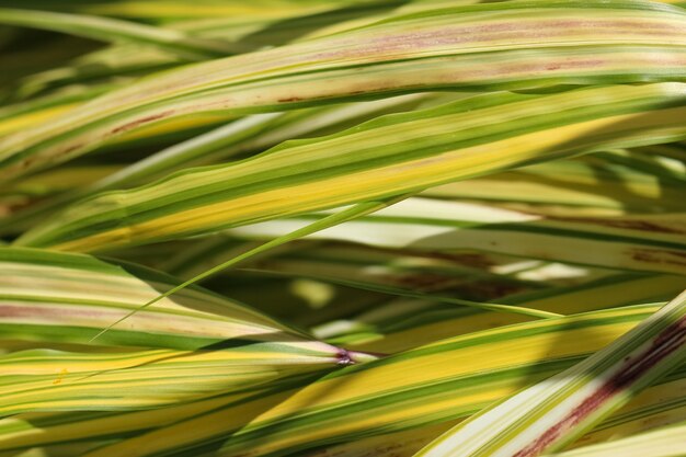 tiro macro de uma pequena folha vermelha à luz do sol como um fundo ou textura natural