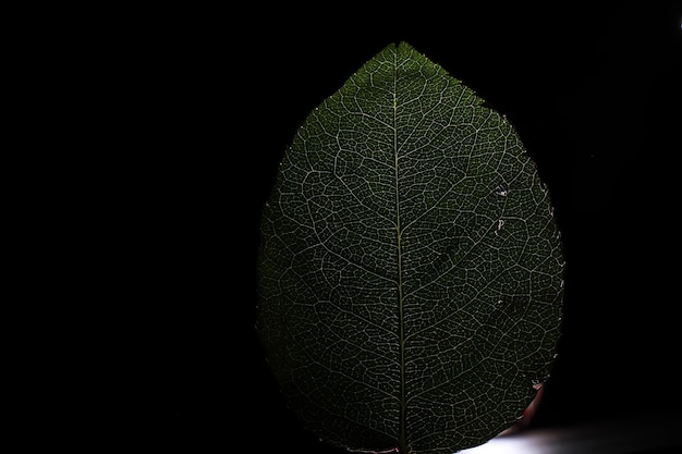 Tiro macro de uma pétala de flor com salpicos e gotas de água. textura de folha e pétala em um fundo de salpicos embaçados.