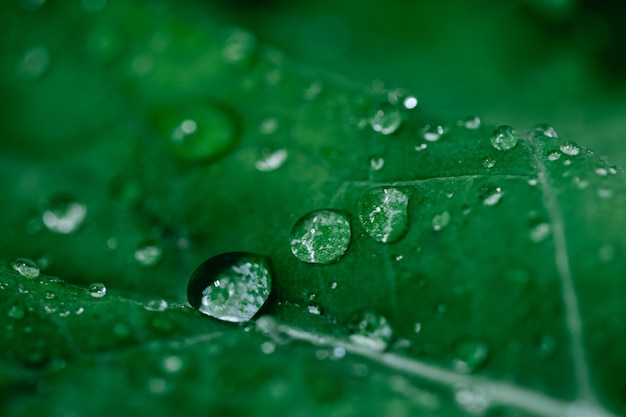 Tiro macro de la ensalada de la col rizada con gotas del agua. Dieta de desintoxicación orgánica. Superalimento. Fondo natural