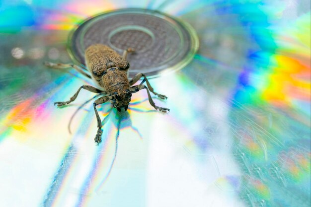 Foto tiro macro del escarabajo de longhorn cerambycidae que se sienta en un cd