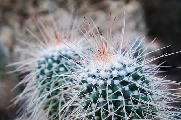 Tiro macro de las espinas dorsales de un primer del cactus.