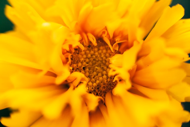 Tiro de macro de flor de caléndula