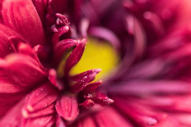 Tiro de macro de flor violeta destacó