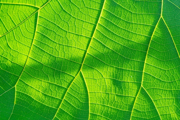 Tiro macro Fondo de textura de hoja verde.