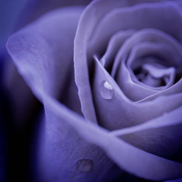 Un tiro macro de gotas de agua en la rosa