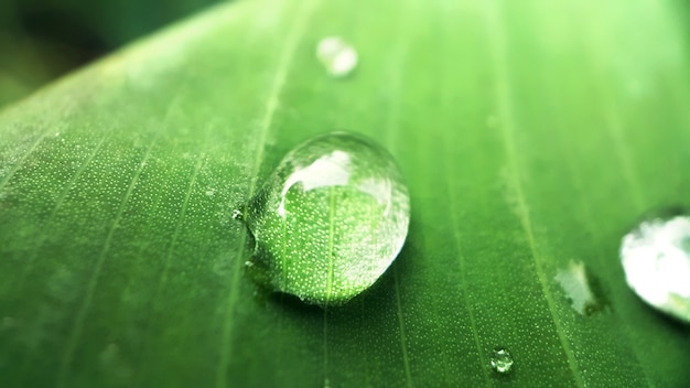 Tiro macro de gotas de agua sobre la hoja verde