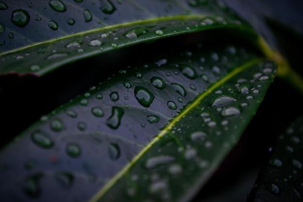 Tiro macro de gotas de lluvia en las hojas verdes de un arbusto