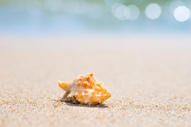 Tiro de macro de hermosa concha en la playa de arena en el mar. Se puede utilizar como fondo de vacaciones de verano.