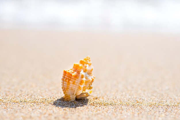 Tiro de macro de hermosa concha en la playa de arena en el mar. Se puede utilizar como fondo de vacaciones de verano.