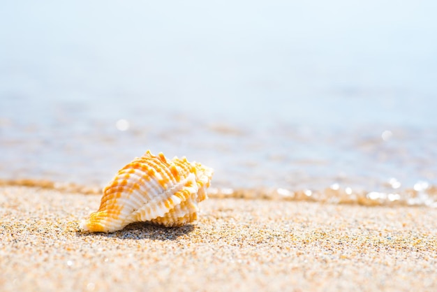 Tiro de macro de hermosa concha en la playa de arena en el mar. Se puede utilizar como fondo de vacaciones de verano.