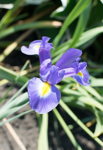 Tiro macro de la hermosa flor de iris azul de cerca