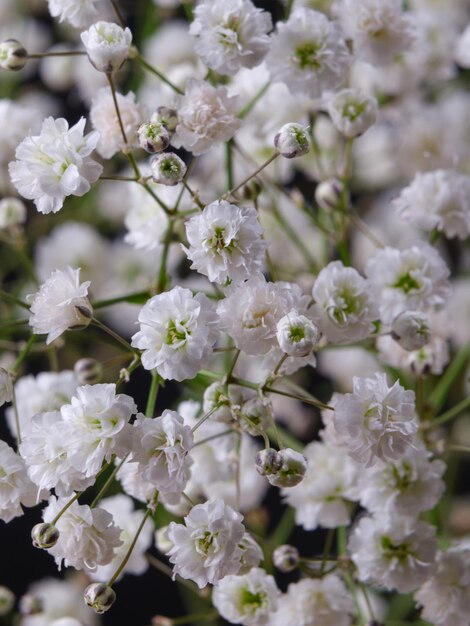 Tiro macro de unas hermosas flores blancas