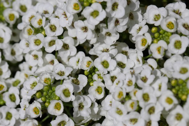 Tiro de macro de hermosas flores