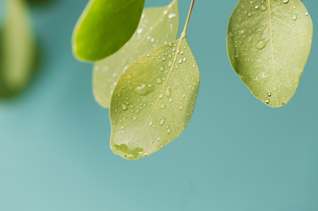 Tiro de macro de hoja hermosa con gotas de lluvia