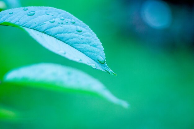 Tiro de macro de hoja verde. Fondo de follaje