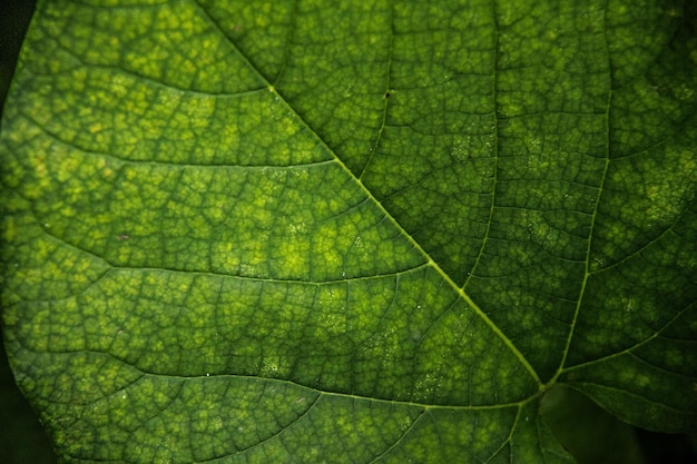 Tiro macro de hoja verde