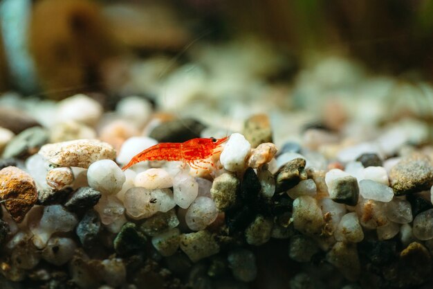 Un tiro macro horizontal del acuario pequeño primer plano de camarones cereza en un acuario de agua dulce en el proceso de comer alimentos.