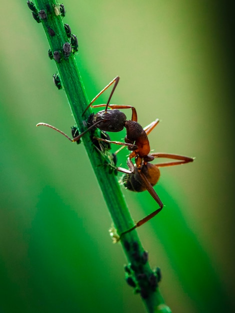 Tiro macro de una hormiga comiendo bichos sentados en un tallo verde