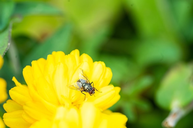 Tiro macro de una mosca encaramada