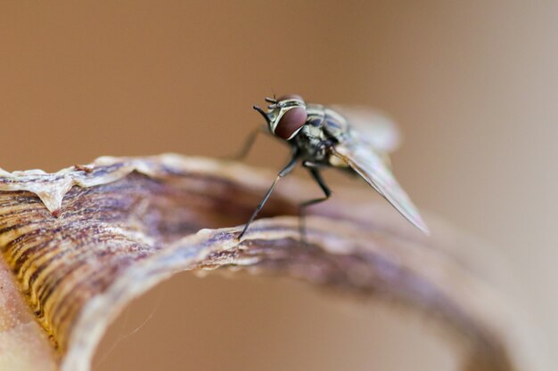 Tiro macro de la mosca roja de la casa en el bosque