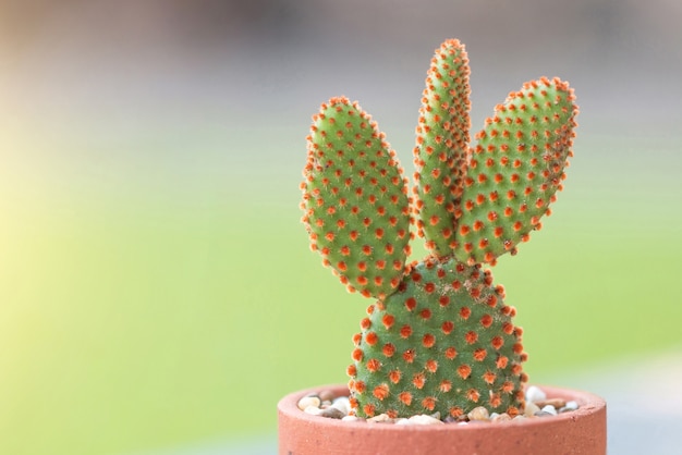 Tiro macro de la planta del cactus de Opuntia con el fondo verde borroso de la naturaleza.