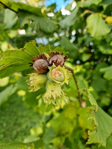 Un tiro macro de un racimo de avellanas colgando de las ramas de un árbol de avellano torcidoNueces maduran en la rama del arbusto de avellanoAvellano joven