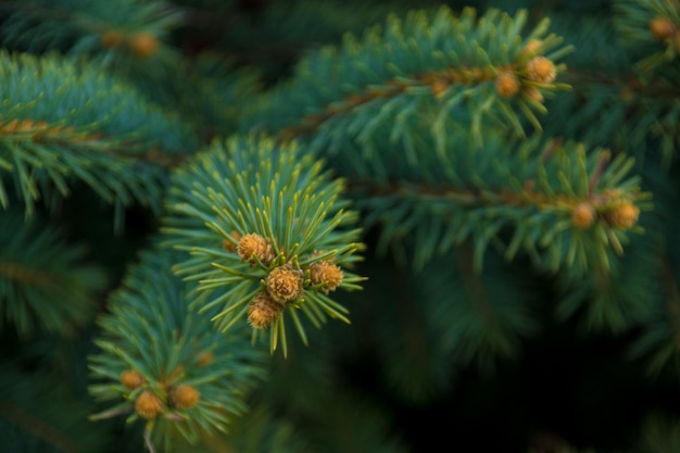 Tiro macro de una rama de árbol