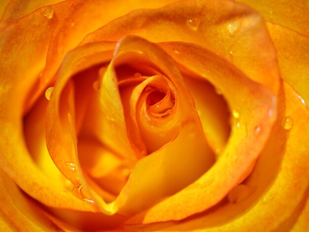 Tiro macro de la rosa naranja con gotas de rocío