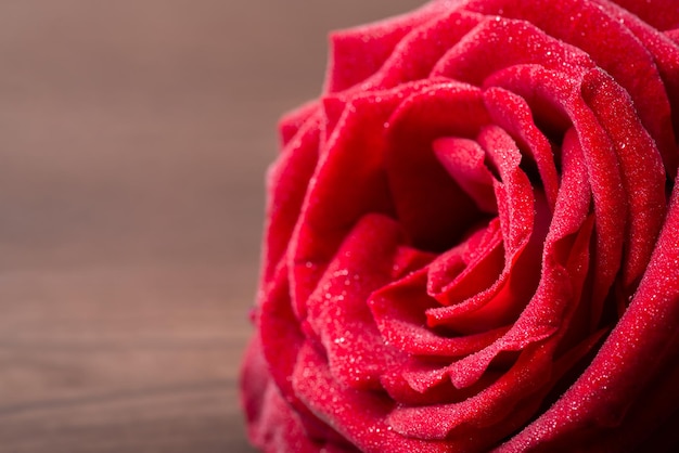 Tiro macro de rosa roja en gotas de agua. hermosa flor vibrante en la mesa de madera oscura