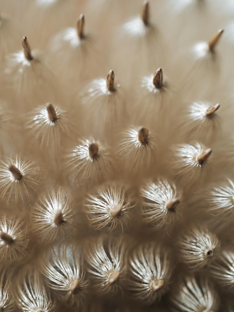 Foto tiro macro de semillas de cardo enfoque suave profundidad de campo