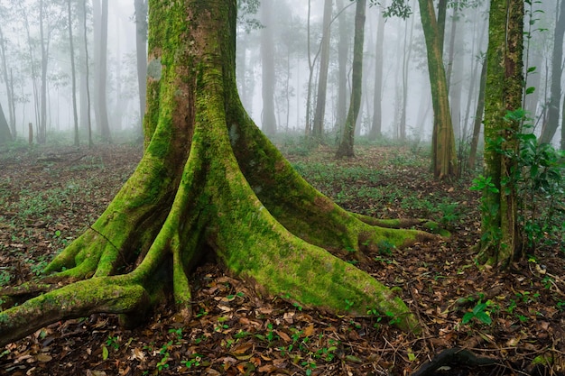 Tiro médio de floresta de árvores verdes e nevoeiro com árvore pela manhã