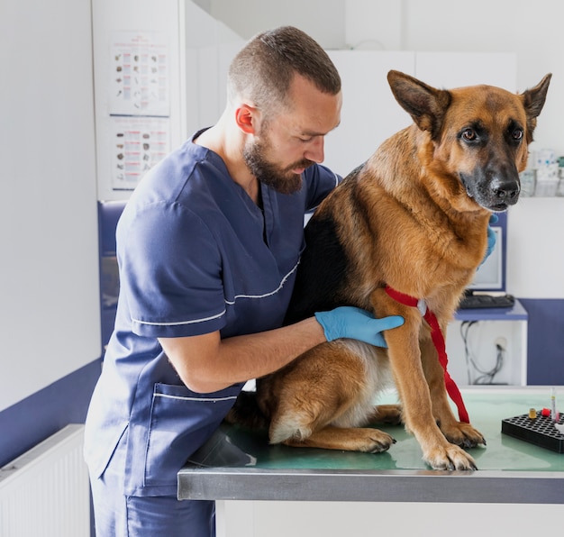 Foto tiro médio médico cuidadoso, ajudando o cachorro grande