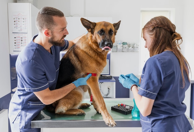 Tiro médio médicos cuidadosos ajudando cachorro grande