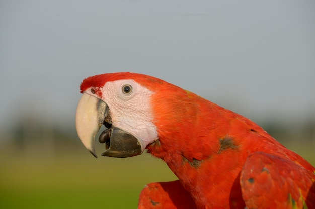 Foto tiro na cabeça arara bonita, lindo pássaro colorido da arara.