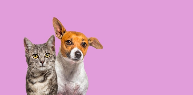 Tiro na cabeça de gato listrado cinza e cachorro jack russell terrier juntos em um fundo rosa