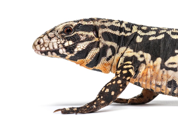 Tiro na cabeça de tegu preto e branco argentino isolado em branco