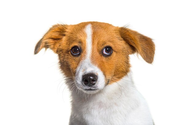 Tiro na cabeça de um cachorro Border Jack Young Cão de raça mista entre um border collie e um jack russel